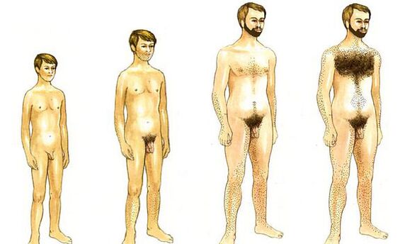 男性の成長と陰茎のサイズ