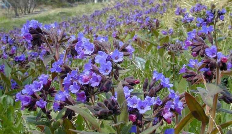 ペニスの拡大を促進する注入液を調製するための肺草